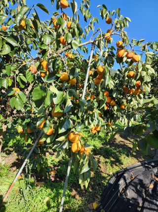 밀양달콤팜님의 자유주제 · 자유게시판 작성글 사진