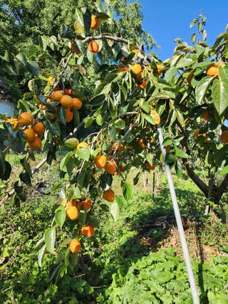 밀양달콤팜님의 자유주제 · 자유게시판 작성글 사진