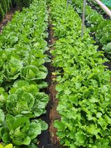 팜모닝 자유주제·자유게시판 게시글 이미지