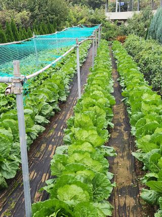 거창아재님의 자유주제 · 자유게시판 작성글 사진