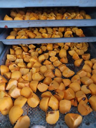 안성의 농사준비꾼님의 감 · 영농일지 작성글 사진