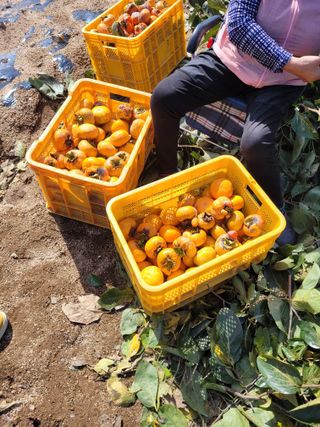 안성의 농사준비꾼님의 감 · 영농일지 작성글 사진