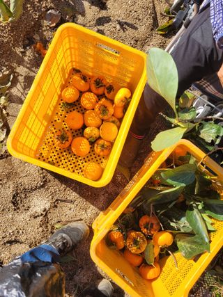 안성의 농사준비꾼님의 감 · 영농일지 작성글 사진