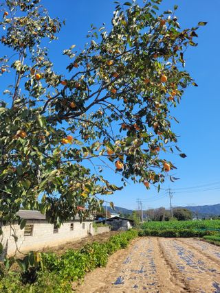안성의 농사준비꾼님의 감 · 영농일지 작성글 사진