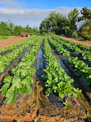 경원ljb3357님의 배추 · 영농일지 작성글 사진