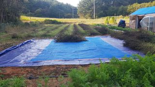 삭선힐러님의 들깨 · 영농일지 작성글 사진