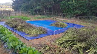 삭선힐러님의 들깨 · 영농일지 작성글 사진