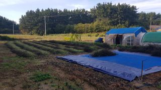 삭선힐러님의 들깨 · 영농일지 작성글 사진