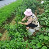 팜모닝 팜모닝·출석 게시글 이미지