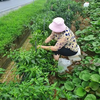 조희영님의 팜모닝 · 출석 작성글 사진
