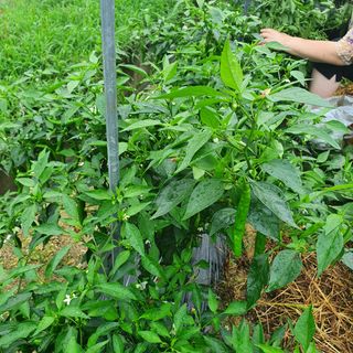 조희영님의 팜모닝 · 출석 작성글 사진