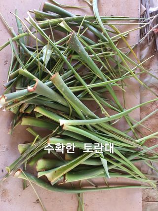 수랏간 농원 안승호님의 기타작물 · 영농일지 작성글 사진