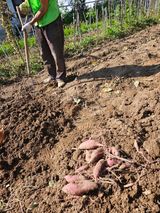 팜모닝 고구마·영농일지 게시글 이미지