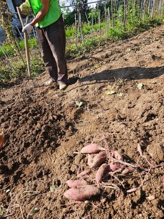 강류담15632님의 고구마 · 영농일지 작성글 사진