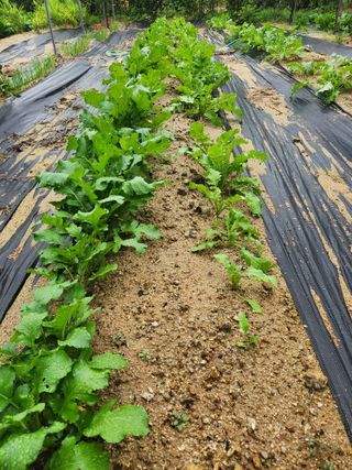 현모양처(양현모)님의 기타작물 · 영농일지 작성글 사진