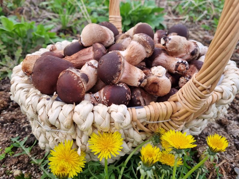 장터 상품 [ 향이 끝내줘요!  사계절 생산되는 송이향 가득~  참] 썸네일