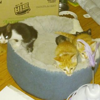 오화순님의 자유주제 · 자유게시판 작성글 사진