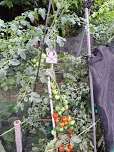 팜모닝 토마토·영농일지 게시글 이미지