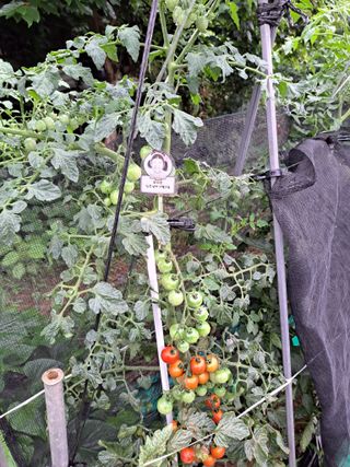 권찬훈님의 토마토 · 영농일지 작성글 사진