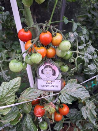 권찬훈님의 토마토 · 영농일지 작성글 사진