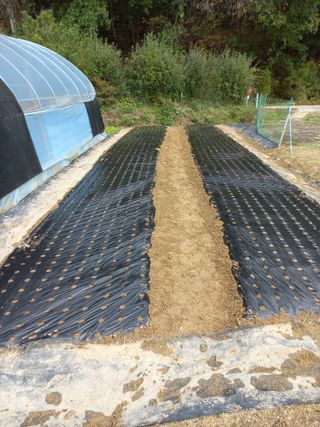 손종철님의 마늘 · 영농일지 작성글 사진