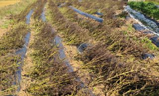 박병규님의 들깨 · 영농일지 작성글 사진