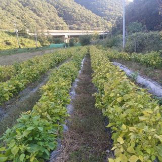 김상원 님의 들깨 · 영농일지 작성글 사진