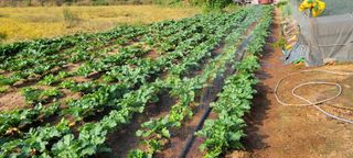 박영준님의 자유주제 · 자유게시판 작성글 사진