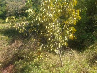 박석중님의 감 · 영농일지 작성글 사진