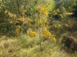 박석중님의 감 · 영농일지 작성글 사진