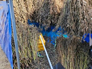 마중물0715님의 들깨 · 영농일지 작성글 사진