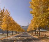 팜모닝 우리동네 가을단풍 자랑하기·참여글 게시글 이미지