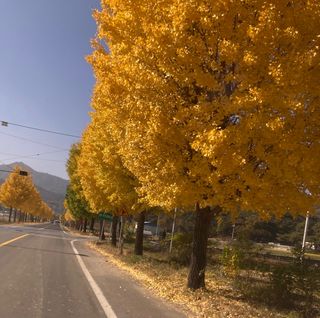 전찬영님의 우리동네 가을단풍 자랑하기 · 참여글 작성글 사진