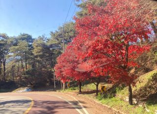 전찬영님의 우리동네 가을단풍 자랑하기 · 참여글 작성글 사진
