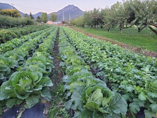 이시형님의 배추 · 영농일지 작성글 사진