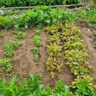 백현호님의 상추 · 영농일지 작성글 사진