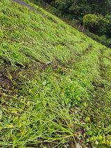 팜모닝 들깨·영농일지 게시글 이미지