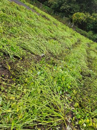 송인자님의 들깨 · 영농일지 작성글 사진