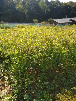 고추29286님의 들깨 · 영농일지 작성글 사진