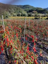 팜모닝 자유주제·자유게시판 게시글 이미지