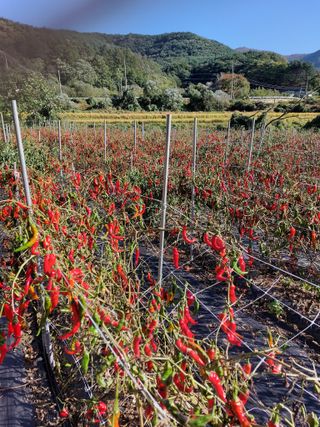 최종일님의 자유주제 · 자유게시판 작성글 사진