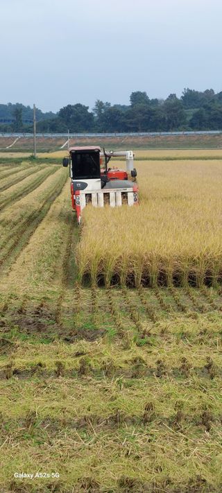 파릇파릇님의 벼 · 영농일지 작성글 사진