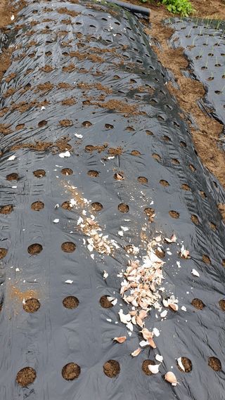 이경영 님의 마늘 · 영농일지 작성글 사진