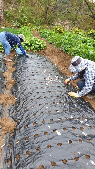 이경영 님의 마늘 · 영농일지 작성글 사진