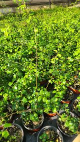 팜모닝 기타작물·영농일지 게시글 이미지