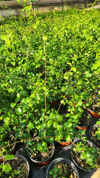 이후성님의 기타작물 · 영농일지 작성글 사진