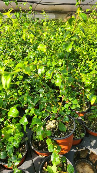 이후성님의 기타작물 · 영농일지 작성글 사진