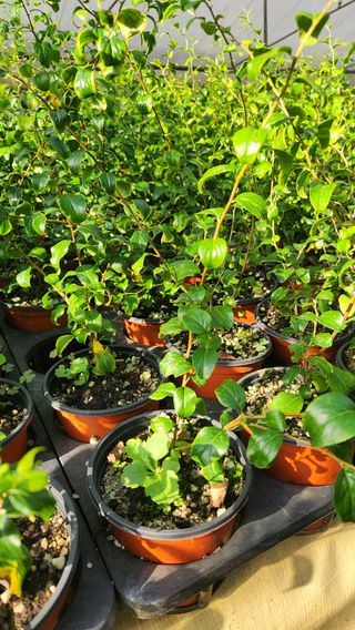 이후성님의 기타작물 · 영농일지 작성글 사진