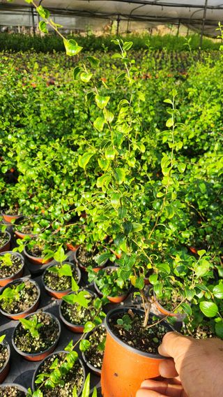 이후성님의 기타작물 · 영농일지 작성글 사진