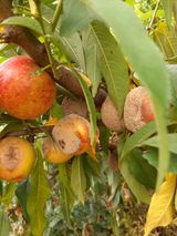 팜모닝 기타작물·병해충상담 게시글 이미지